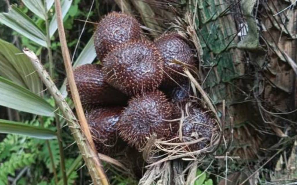 Khasiat buah salak untuk kesehatan jantung