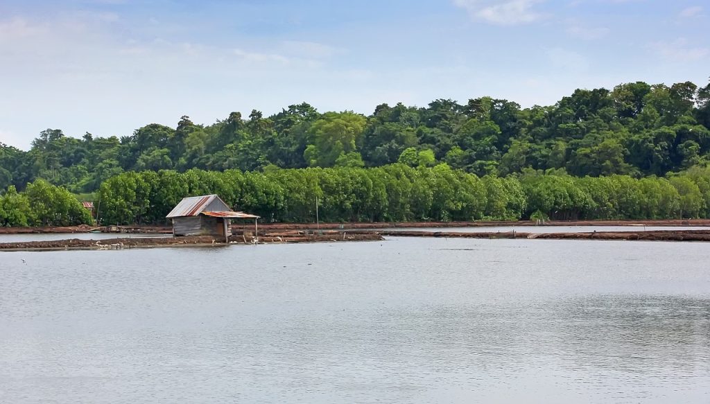 Cara Persiapan Tambak Udang Vaname