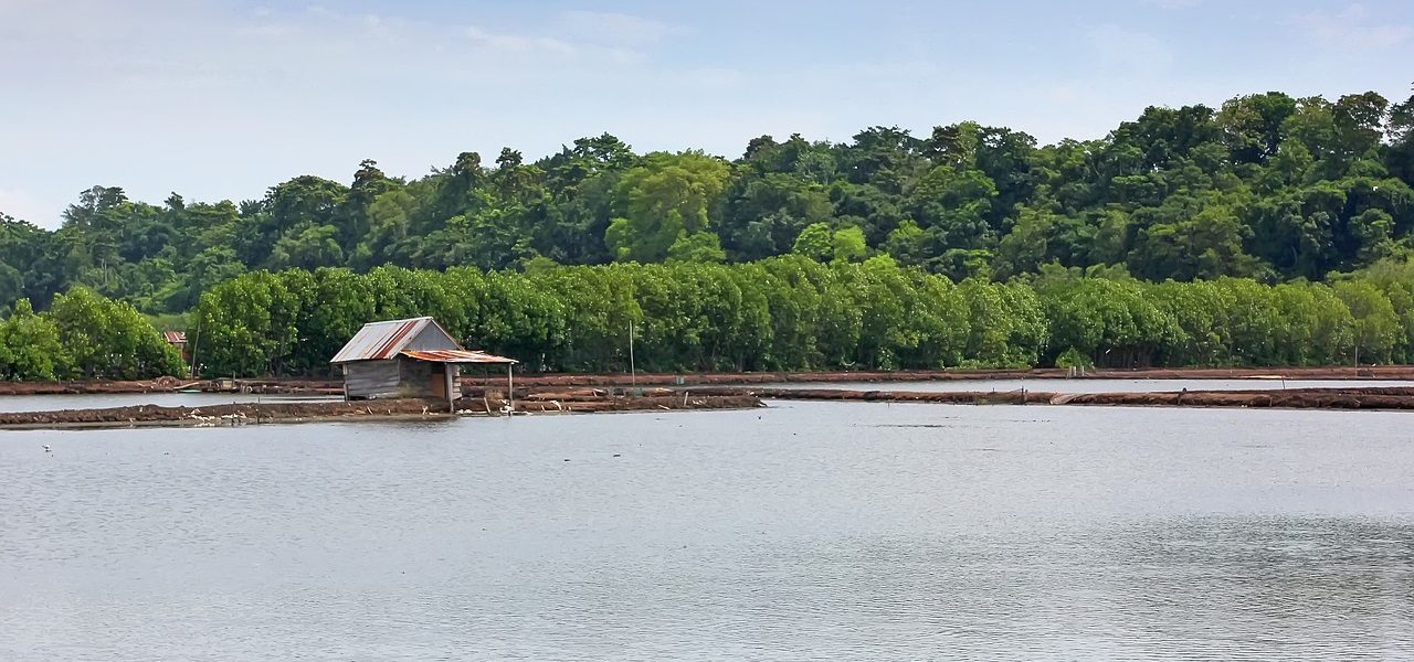 Cara Persiapan Tambak Udang Vaname