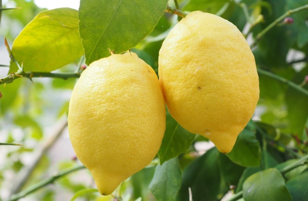 Manfaat Lemon Untuk Mencegah Pembentukan Batu Ginjal