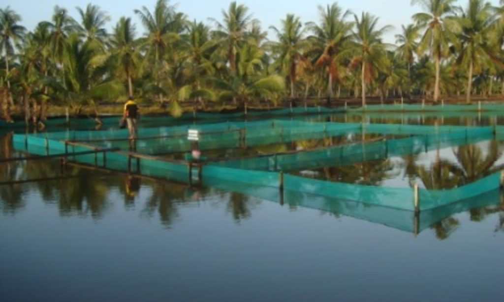 Cara Budidaya Udang Vannamei Tradisional