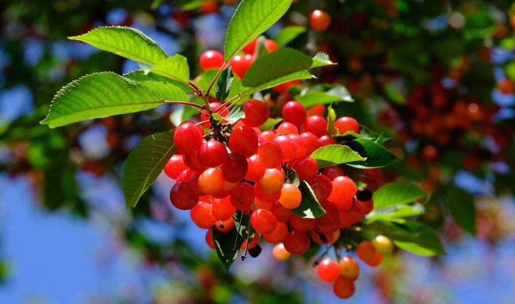 Manfaat Cherry Yang Luar Biasa Untuk Kesehatan