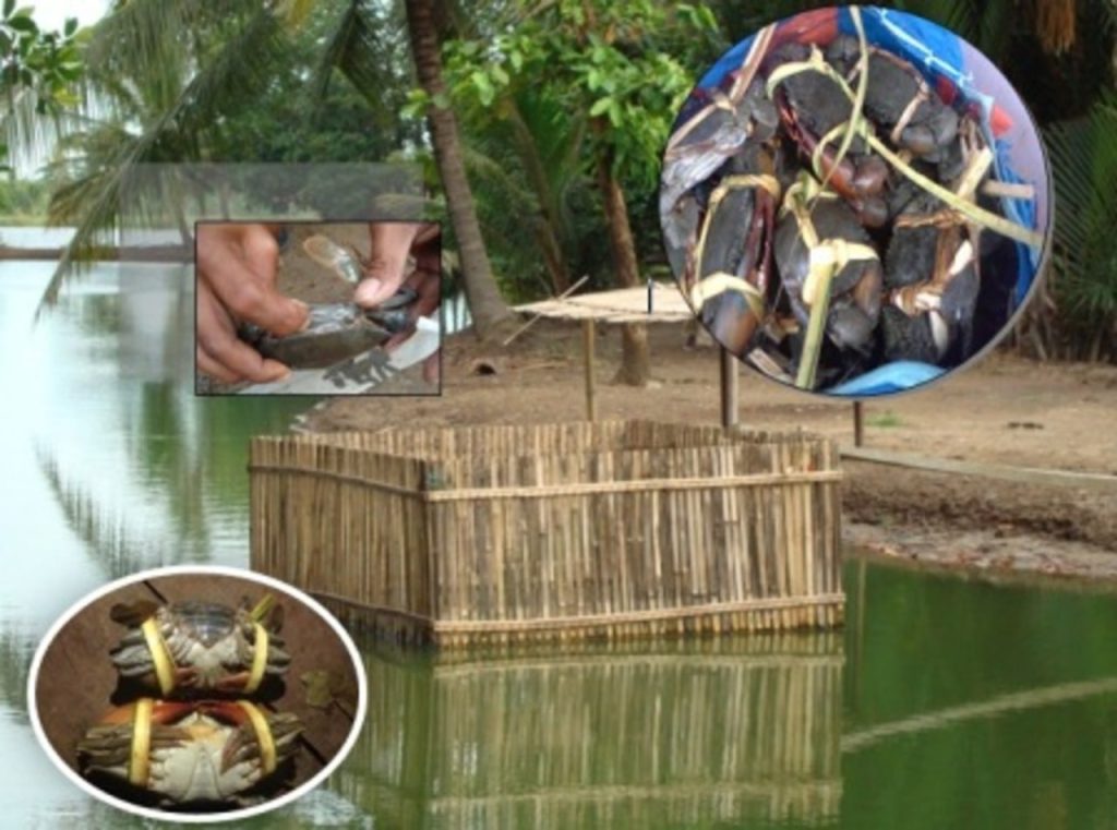 Cara Penggemukan Kepiting Bakau Secara Lengkap