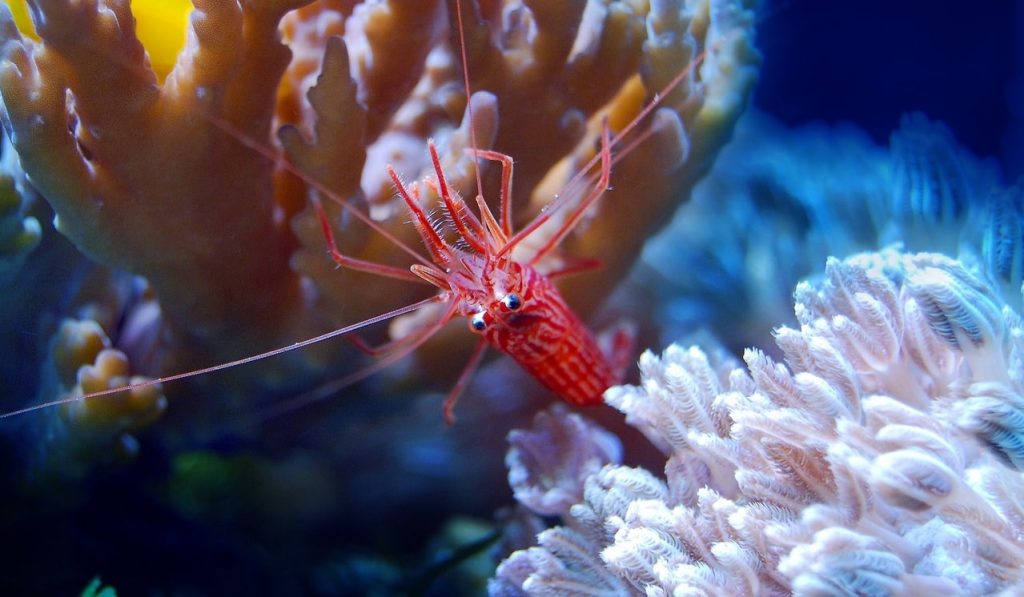 Cara Pengelolaan Kesehatan Udang Ramah Lingkungan