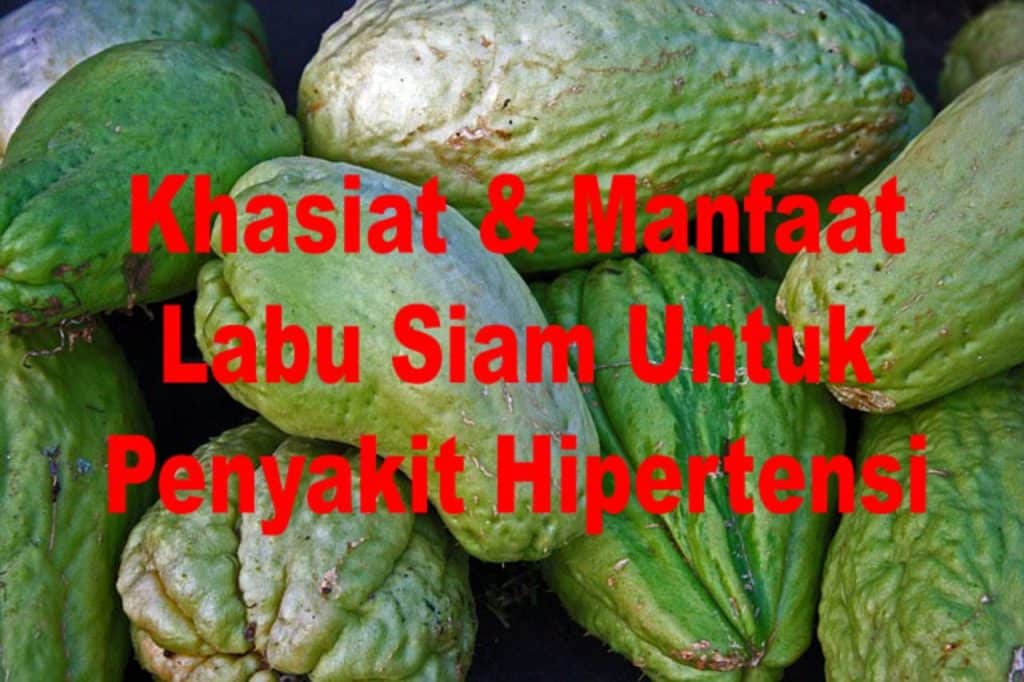 Manfaat Labu Siam Untuk Hipertensi Yang Jarang Diketahui