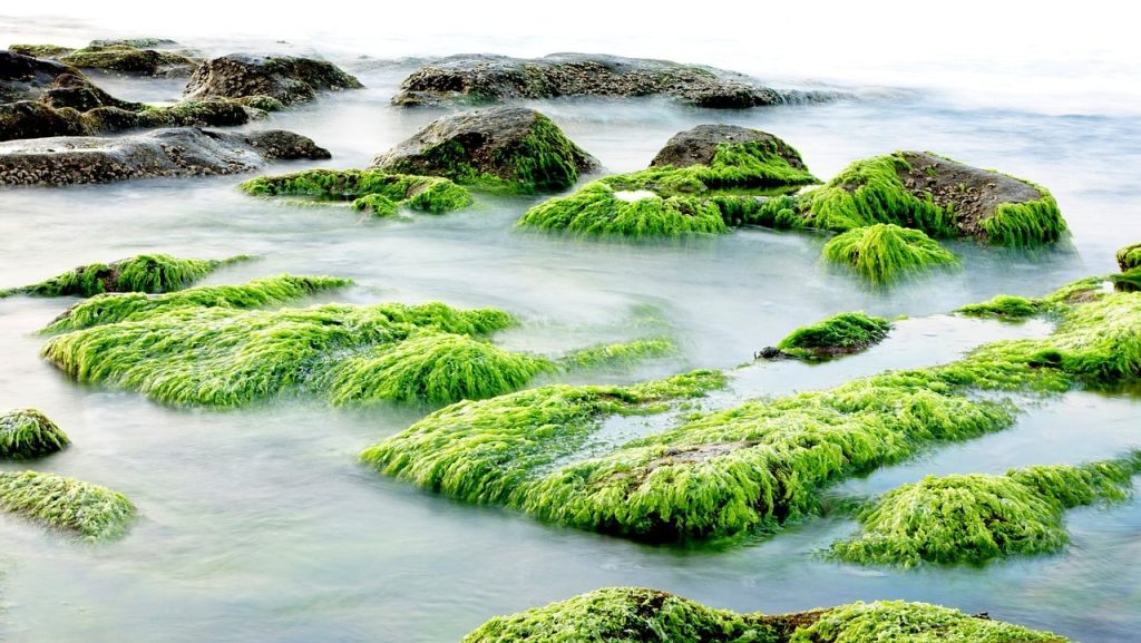 Analisa Usaha Budidaya Rumput Laut