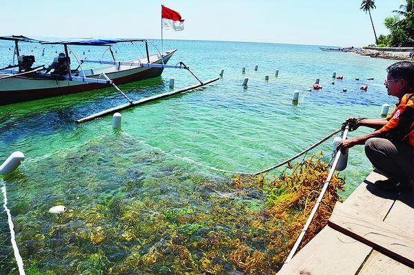 Cara Budidaya Rumput Laut Dengan Metode Rakit Apung